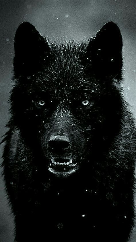 Cool Black Wolf Iphone Wallpapers Top Free Cool Black Wolf Iphone