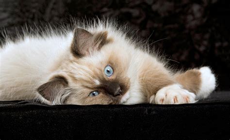 Get To Know The Ragdoll A Large Laid Back Lap Cat Catster