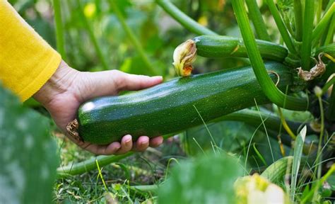 We did not find results for: Zucchini im Garten anbauen - So funktioniert's