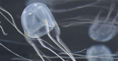 11 Insane Facts About Box Jellyfish The Most Venomous Marine Animal