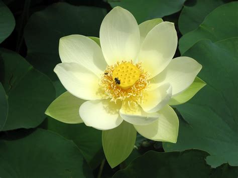 Native Plant Photography Nelumbo Nucifera Sacred Lotus