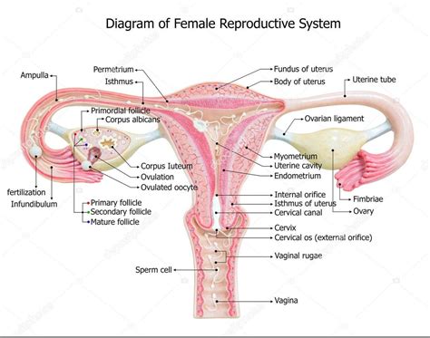 Diagram Of Female Reproductive System Poster Etsy Sweden
