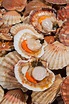 Scallop fishermen shell-shocked by sustainability claims | The Fish Site