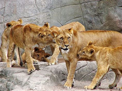 Cubs Biting Mother Tambako The Jaguar Cubs Animals Lion