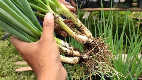 Batang semu tersebut berada di dalam tanah dan berubah bentuk menjadi umbi untuk mengupas kulit bawang mutiara segar, kamu harus merebus nya terlebih dahulu dalam air panas agar lebih cepat dan mudah dalam mengupasnya. PANEN BAWANG PREI | PANEN DAUN BAWANG - YouTube