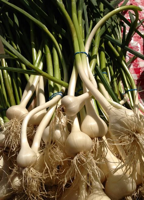 Georgias Home Inspirations Green Garlic And Garlic Scapes
