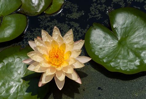Yellow Water Lily Flores