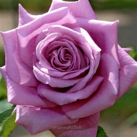 Mamy Blue Hybrid Tea Purple Intensive Fragrance Order Roses