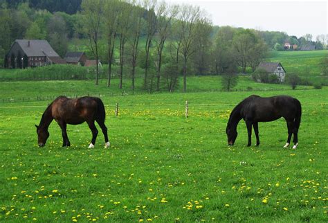 Free Fotobanka Krajina Příroda Tráva Rostlina Pole Hospodařit