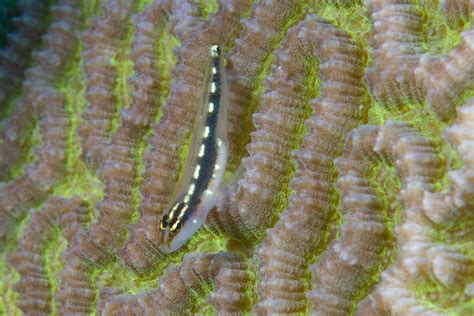 Striped Pygmygoby On Coral Mark Rosenstein Flickr