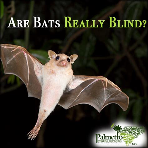 Weve All Heard The Saying Blind As A Bat But Are Bats Really Blind