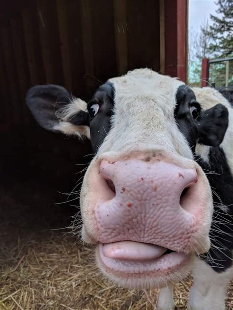 Funny Cow Face