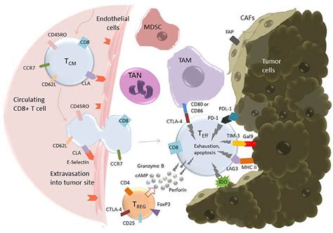 Frontiers Car T Cells For Solid Tumors New Strategies For Finding