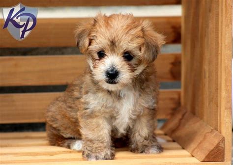 Also, be sure to check the morkie dog breeder listings in our dog breeder directory, which feature upcoming dog litter announcements and. Puppy Finder: Find & Buy a Dog today by using our ...