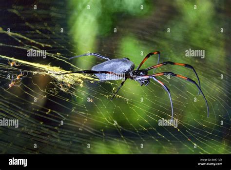 Large Spider On Web Nephila Inaurata Red Legged Golden Orb Web