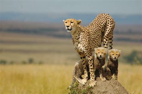 Cheetah Ultra Hd Wallpapers Top Free Cheetah Ultra Hd Backgrounds