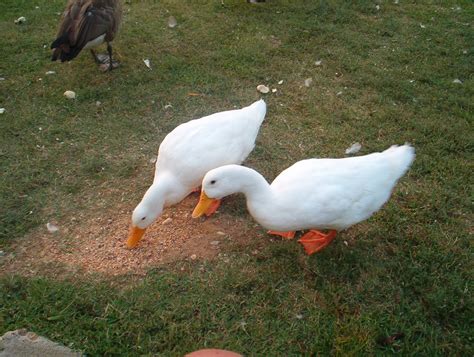 The most common american peking duck material is plastic. Two Pekin Ducks eating some seed off the ground during a ...