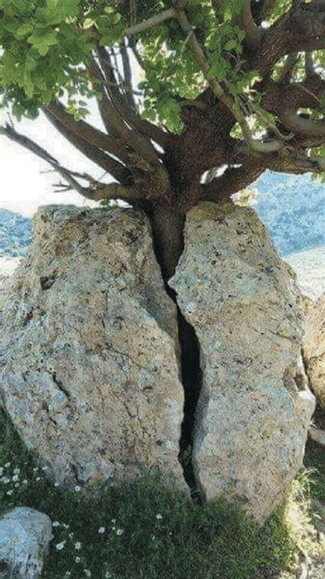 A Tree Growing Through A Rock Download Scientific Diagram