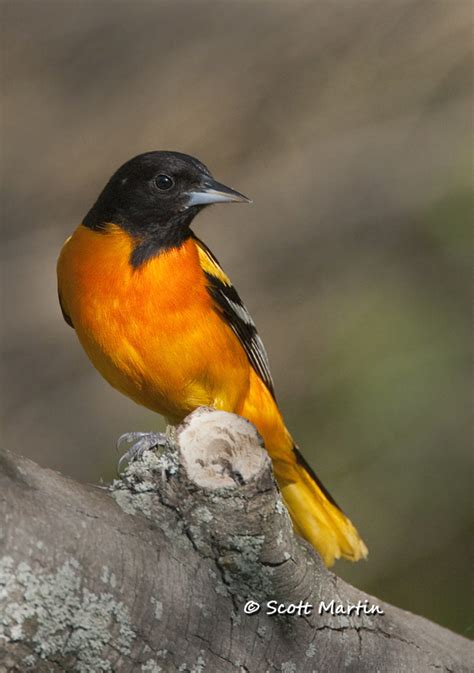 Blackbirds Orioles And Tanagers Scott Martin Photography