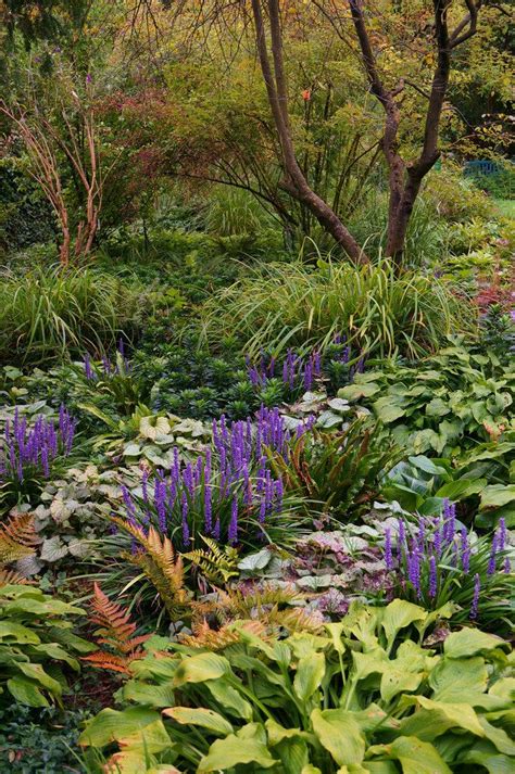 Liriope Pulmonaria Jack Frost Dryopteris Erythrosora Hosta In A