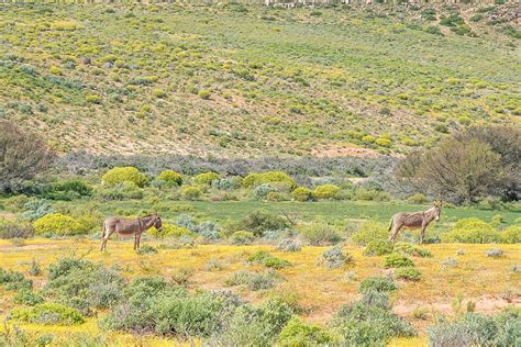 Donkeys In A Field Of Wild Flowers Yellow Green South Africa Photo