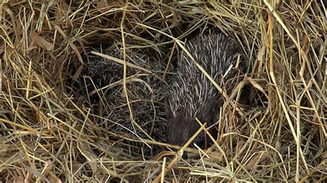 Hedgehogs In Nest Stock Video Clip K0039868 Science Photo Library
