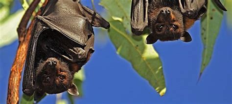 25 Interesting Facts About Bats Toplst Bat Facts Fun Facts Bat
