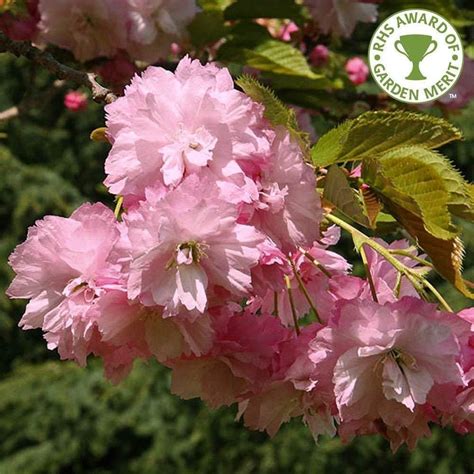 30+ varieties of flowering cherry tree suitable for small gardens. Prunus Little Pink Perfection Dwarf Japanese Flowering ...