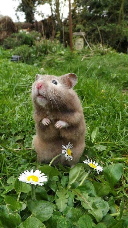 40 Best Smoky Black Bear Hamster Images In 2020 Hamster Cute