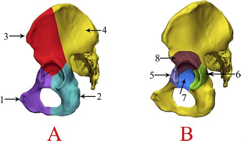 Three Column Classification For Acetabular Fractures Introd Jbjs