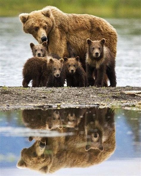 Four Bear Cubs With Mother Animals