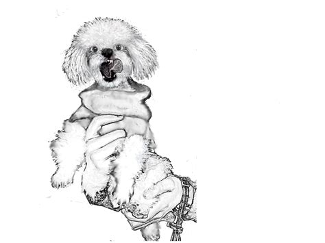 sketch | Tiny toy poodle, Poodle puppy, White toy poodle