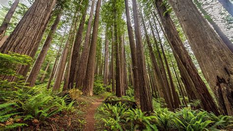 Redwood National And State Parks Wallpapers Wallpaper Cave