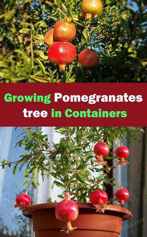 Growing Pomegranates Tree In Containers Growing Food Indoors