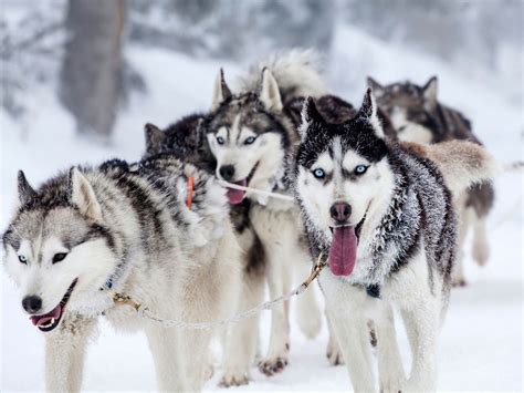 A Dog Sled With Siberian Huskies At Mount Buller Travel Insider
