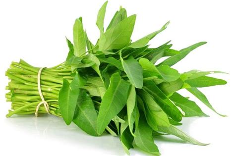 Kangkung mempunyai daun yang licin dan. Cara Menanam Kangkung Organik | KampusTani.Com