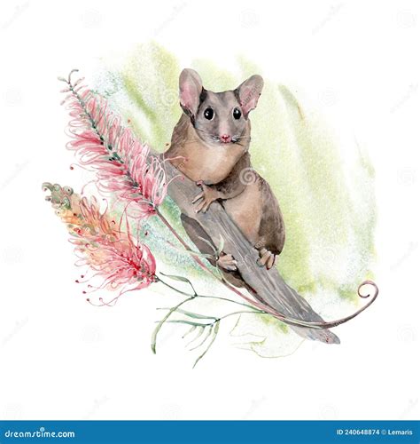 Watercolor Australian Feathertail Glider Possum Stock Illustration