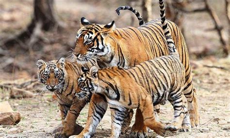 Ranthambore Natural Wild Tiger Breeding Junction Latest News And
