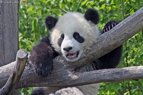Pin By Caroline Yuen On Panda♡ Panda Vienna Zoo Giant Panda