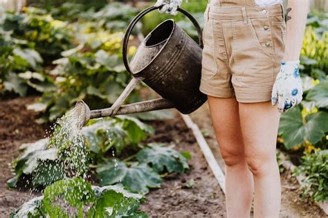 Questions To Ask Before Starting A Garden A Beginners Guide