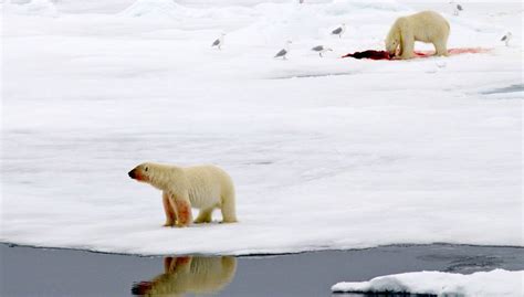 Diez Osos Polares Cercan A Científicos Rusos En La Remota Isla ártica