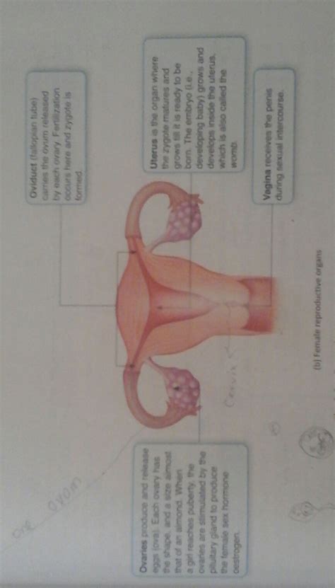 Explain Female Reproductive System With Neat Labelled