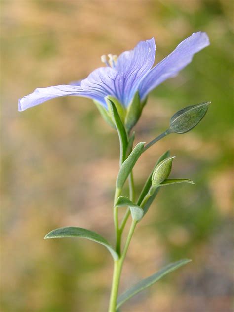 Linum Lewisii