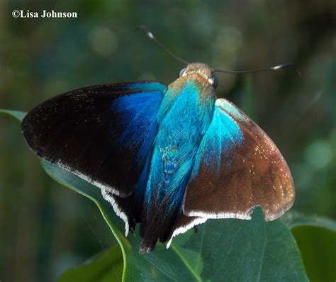 butterfly moth and caterpillar photographs from dominican republic butterflies and moths of