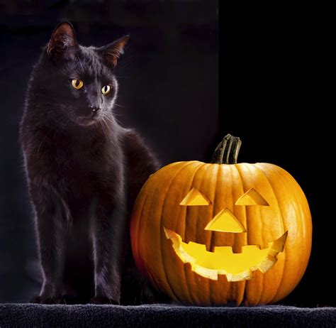 Bregman Veterinary Group Tips To Keep Your Cat Safe This Halloween