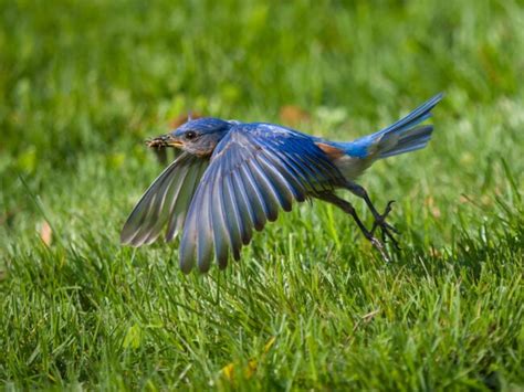 How To Attract Bluebirds To Your Garden 12 Tips That Work Gerona