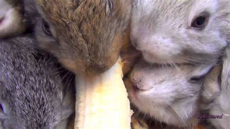 Baby Bunny Rabbits Eating Banana Youtube