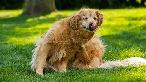 Pruritus Itchiness In Dogs Symptoms Causes And Treatments Dogtime