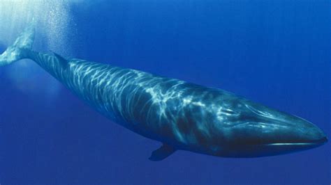 Sei Whale All About Whales