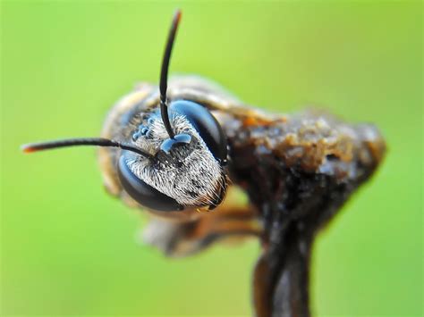 Stunning Macro Photography of Insects by Okqy Setiawan | 99inspiration